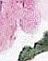 Pelargonium - Pale Pink